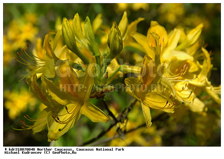 Rhododendron luteum, ����������, ������, ���������� ���������� ����������, ���������� ����������, �������� ������, �����, ������, �����������, ����������� �����, ��������, ������, ��������, ������ ��������, �����, ��������,  ���������� ��������, ������� ��������, ������, �����, XYZ, ����������, Ericaceae, Rhododendron luteum, ���������, ����������, ������������ ��������, ������������ ��������, ������������, ������������ �����������, �����������, ������������, ���������, �����, ����������