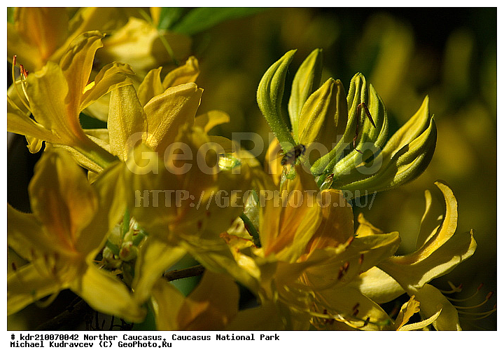 Rhododendron luteum, ����������, ������, ���������� ���������� ����������, ���������� ����������, �������� ������, �����, ������, �����������, ����������� �����, ��������, ������, ��������, ������ ��������, �����, ��������,  ���������� ��������, ������� ��������, ������, �����, XYZ, ����������, Ericaceae, Rhododendron luteum, ���������, ����������, ������������ ��������, ������������ ��������, ������������, ������������ �����������, �����������, ������������, ���������, �����, ����������