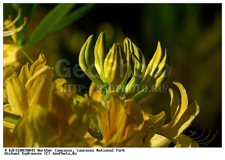 Rhododendron luteum, ����������, ������, ���������� ���������� ����������, ���������� ����������, �������� ������, �����, ������, �����������, ����������� �����, ��������, ������, ��������, ������ ��������, �����, ��������,  ���������� ��������, ������� ��������, ������, �����, XYZ, ����������, Ericaceae, Rhododendron luteum, ���������, ����������, ������������ ��������, ������������ ��������, ������������, ������������ �����������, �����������, ������������, ���������, �����, ����������