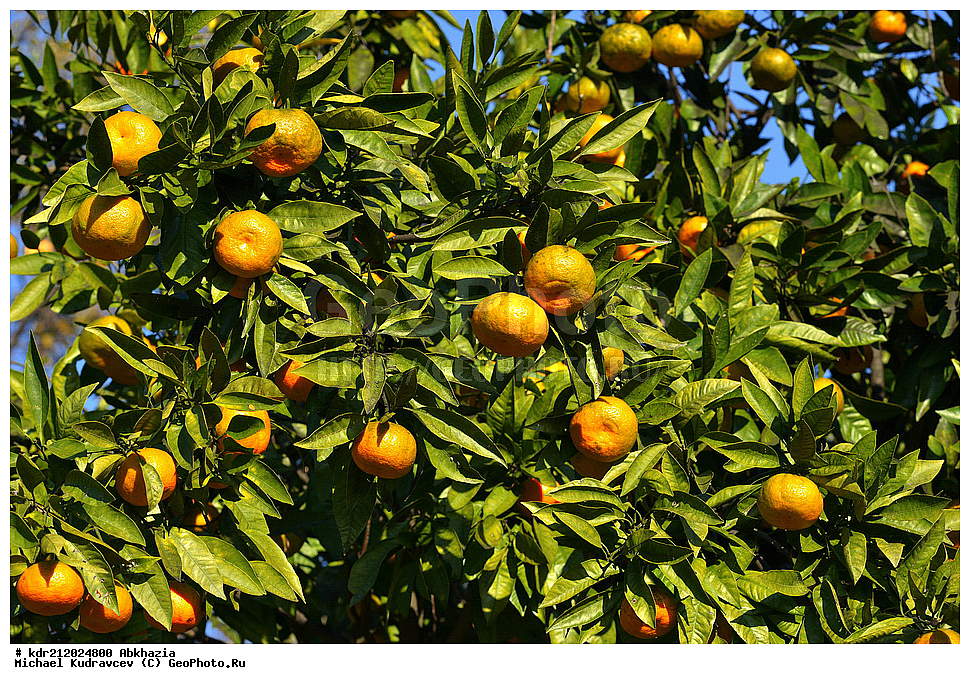 �������, ���������� �������, ������ ��������, �����, ���������� ��������, �������������������� ��������, ���������� ��������, ���������� ��������, ������������, ������������, ������� ��������, ������� ��������, �����, ������, ����, �����, XYZ, �������, Rutaceae, ��������, ������ ��������, Citrus reticulata