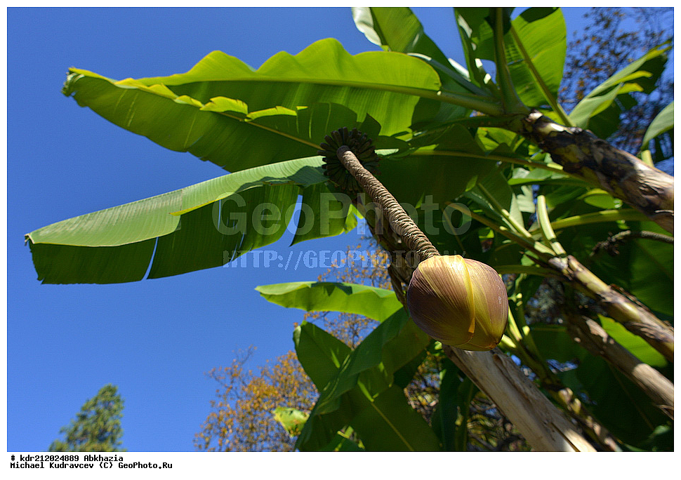 �������, ���������� �������, ������ ��������, �����, ���������� ��������, ������� ��������, ������� ��������, �����, ������, ����, �����, XYZ, ���������, Musaceae, ����� ��������, ����� �����, ����� ������������, �������� ����������� �����, ����� ���, ����� ����, Musa basjoo