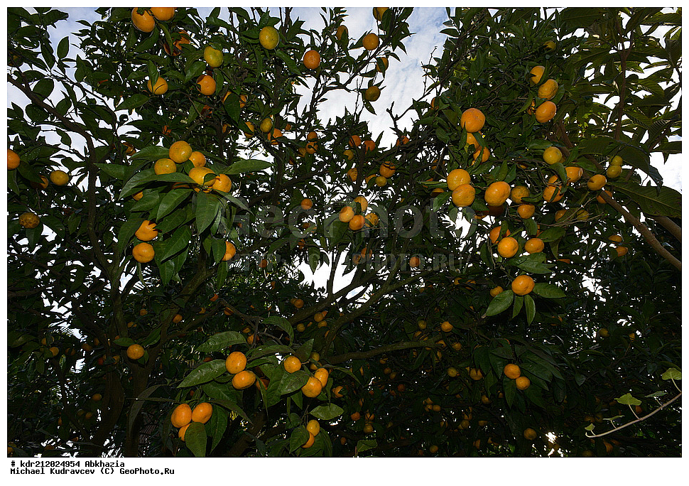 �������, ���������� �������, ������ ��������, �����, ���������� ��������, �������������������� ��������, ���������� ��������, ���������� ��������, ������������, ������������, ������� ��������, ������� ��������, �����, ������, ����, �����, XYZ, �������, Rutaceae, ��������, ������ ��������, Citrus reticulata