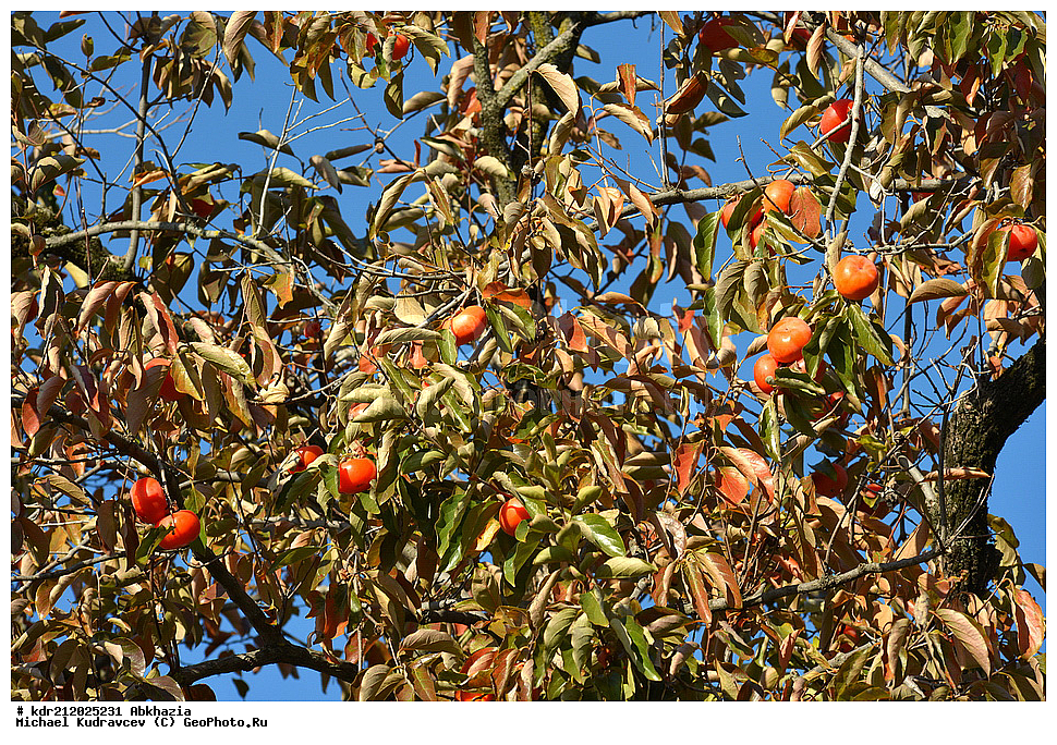 �������, ���������� �������, ������ ��������, �����, ���������� ��������, �������������������� ��������, ���������� ��������, ���������� ��������, ������������, ������������, ������� ��������, ������� ��������, �����, ������, ����, �����, XYZ, ��������, Ebenaceae, ����� ���������, ����� ��������, Diospyros kaki