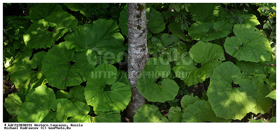 �������� ������, ������, ������, ������������� ����