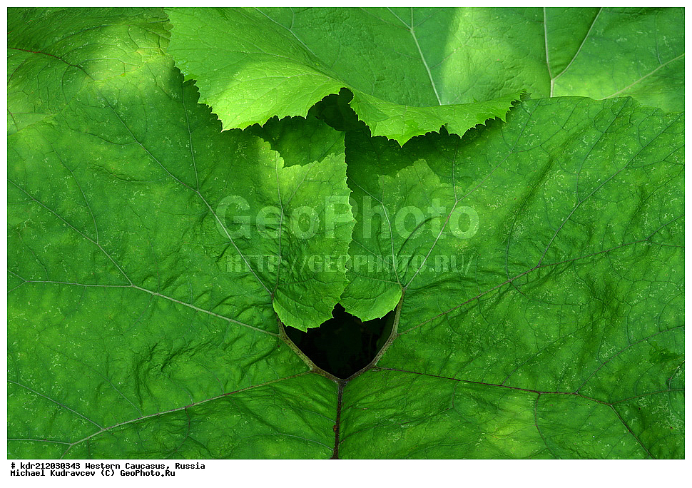 �������� ������, ������, ������, ������������� ����