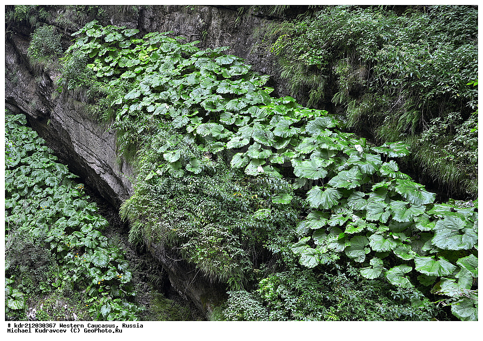 �������� ������, ������, ������, ������������� ����