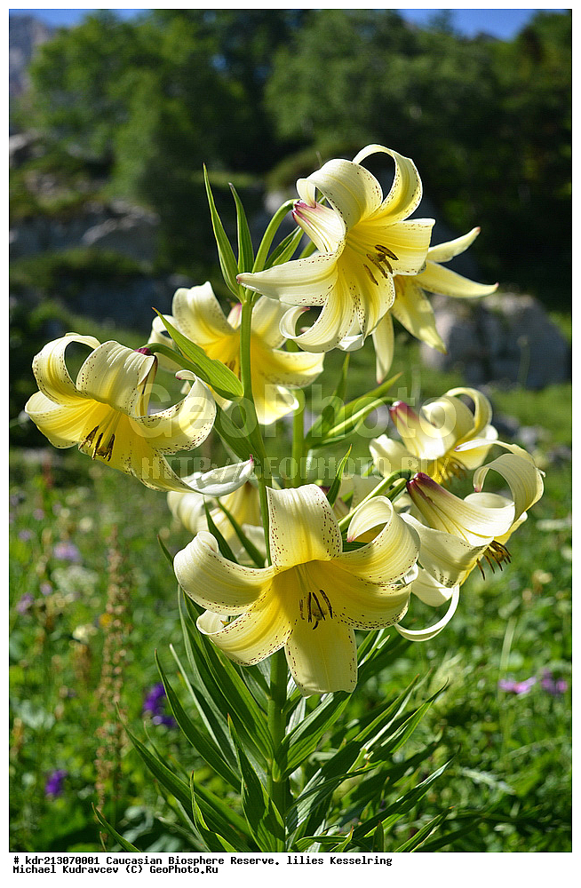 ���������� ���������� ����������, ������,  ����� ������������, ������ ��������, �����, ��������,  ���������� ��������, ������, �����, ������������ ��������, XYZ, ��������, Liliaceae, ����� ������������, Lilium kesselringianum, ������, �������� ������, ������������� ����, ������, ����, �����, ����-����������� ������ ������, ���, ���������� ����, �����������,