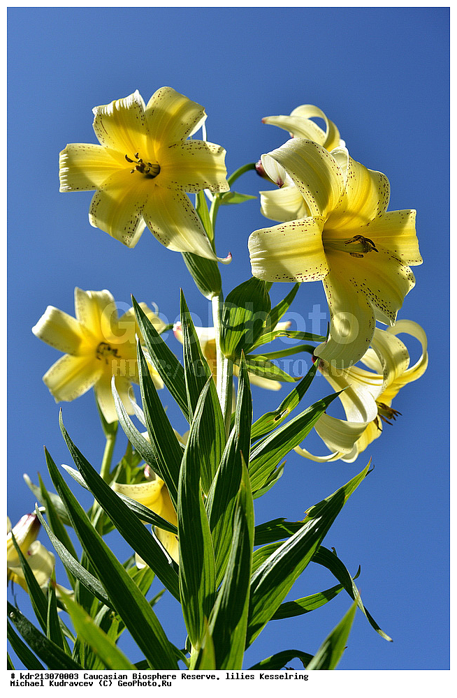 ���������� ���������� ����������, ������,  ����� ������������, ������ ��������, �����, ��������,  ���������� ��������, ������, �����, ������������ ��������, XYZ, ��������, Liliaceae, ����� ������������, Lilium kesselringianum, ������, �������� ������, ������������� ����, ������, ����, �����, ����-����������� ������ ������, ���, ���������� ����, �����������,