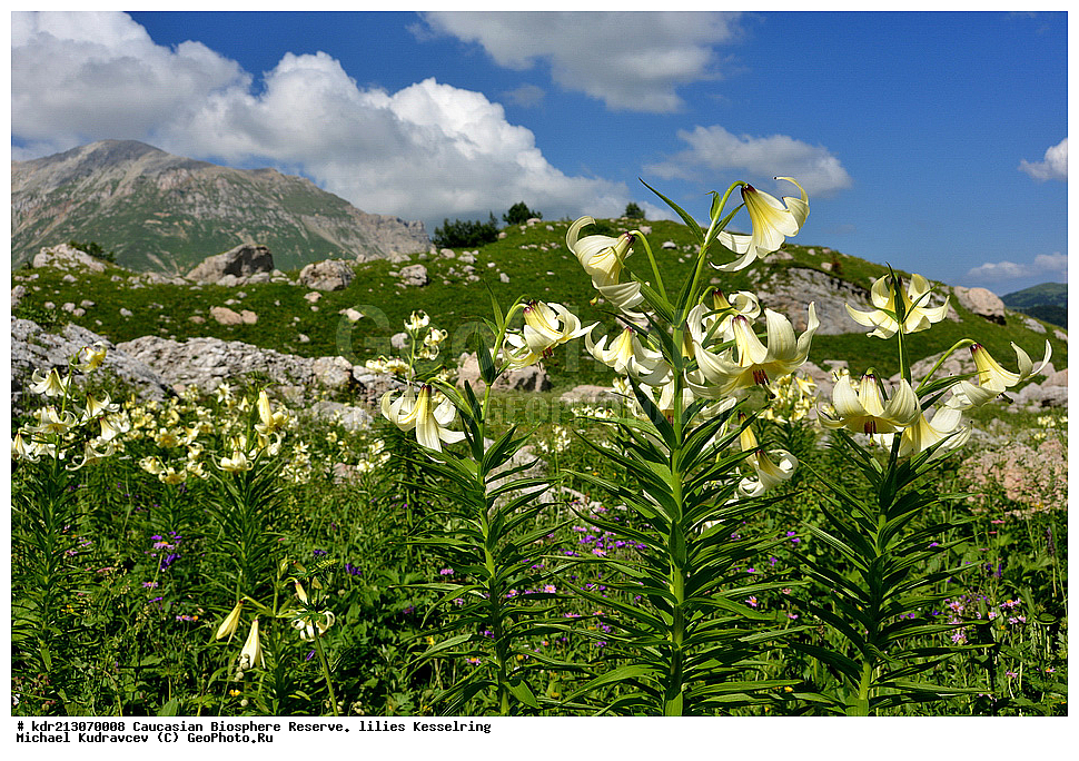 ���������� ���������� ����������, ������,  ����� ������������, ������ ��������, �����, ��������,  ���������� ��������, ������, �����, ������������ ��������, XYZ, ��������, Liliaceae, ����� ������������, Lilium kesselringianum, ������, �������� ������, ������������� ����, ������, ����, �����, ����-����������� ������ ������, ���, ���������� ����, �����������,