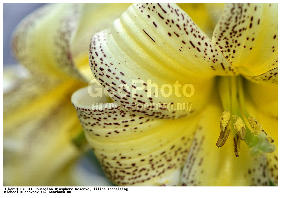 ���������� ���������� ����������, ������,  ����� ������������, ������ ��������, �����, ��������,  ���������� ��������, ������, �����, ������������ ��������, XYZ, ��������, Liliaceae, ����� ������������, Lilium kesselringianum, ������, �������� ������, ������������� ����, ������, ����, �����, ����-����������� ������ ������, ���, ���������� ����, �����������,