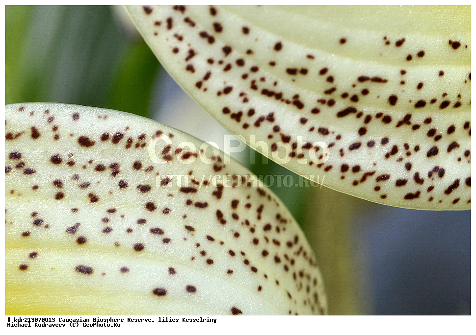 ���������� ���������� ����������, ������,  ����� ������������, ������ ��������, �����, ��������,  ���������� ��������, ������, �����, ������������ ��������, XYZ, ��������, Liliaceae, ����� ������������, Lilium kesselringianum, ������, �������� ������, ������������� ����, ������, ����, �����, ����-����������� ������ ������, ���, ���������� ����, �����������,