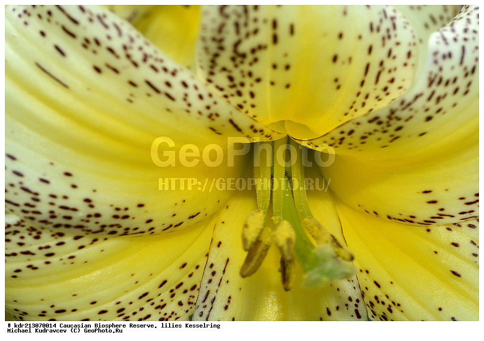 ���������� ���������� ����������, ������,  ����� ������������, ������ ��������, �����, ��������,  ���������� ��������, ������, �����, ������������ ��������, XYZ, ��������, Liliaceae, ����� ������������, Lilium kesselringianum, ������, �������� ������, ������������� ����, ������, ����, �����, ����-����������� ������ ������, ���, ���������� ����, �����������,