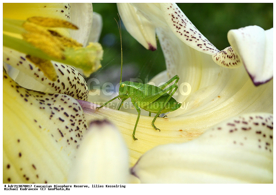 ���������� ���������� ����������, ������,  ����� ������������, ������ ��������, �����, ��������,  ���������� ��������, ������, �����, ������������ ��������, XYZ, ��������, Liliaceae, ����� ������������, Lilium kesselringianum, ������, �������� ������, ������������� ����, ������, ����, �����, ����-����������� ������ ������, ���, ���������� ����, �����������,