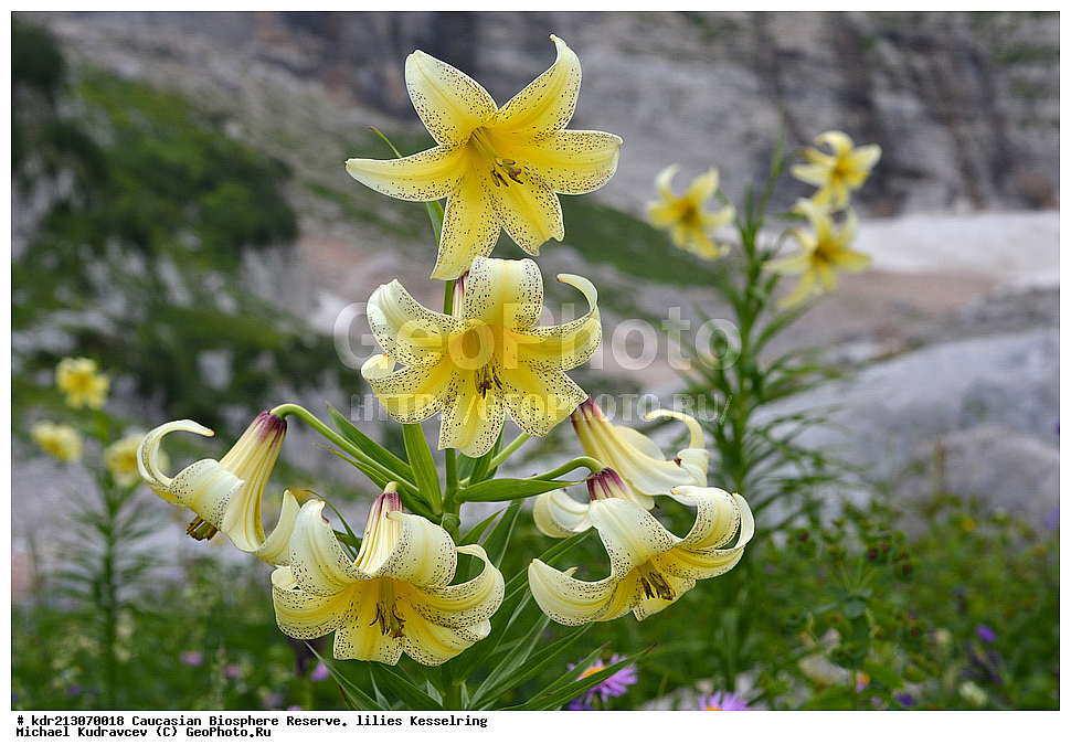 ���������� ���������� ����������, ������,  ����� ������������, ������ ��������, �����, ��������,  ���������� ��������, ������, �����, ������������ ��������, XYZ, ��������, Liliaceae, ����� ������������, Lilium kesselringianum, ������, �������� ������, ������������� ����, ������, ����, �����, ����-����������� ������ ������, ���, ���������� ����, �����������,