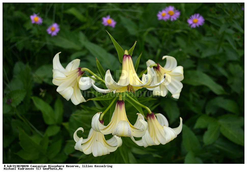 ���������� ���������� ����������, ������,  ����� ������������, ������ ��������, �����, ��������,  ���������� ��������, ������, �����, ������������ ��������, XYZ, ��������, Liliaceae, ����� ������������, Lilium kesselringianum, ������, �������� ������, ������������� ����, ������, ����, �����, ����-����������� ������ ������, ���, ���������� ����, �����������,