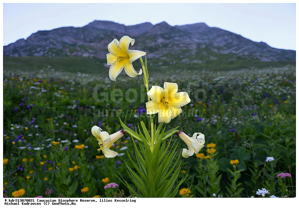 ���������� ���������� ����������, ������,  ����� ������������, ������ ��������, �����, ��������,  ���������� ��������, ������, �����, ������������ ��������, XYZ, ��������, Liliaceae, ����� ������������, Lilium kesselringianum, ������, �������� ������, ������������� ����, ������, ����, �����, ����-����������� ������ ������, ���, ���������� ����, �����������,