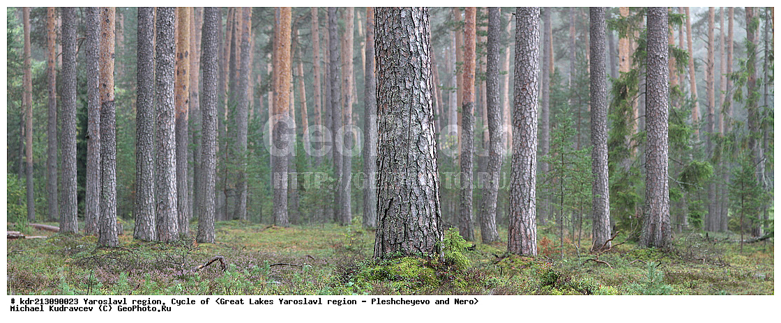 ����������� ������� , �������, ������������ ���� �������� �����