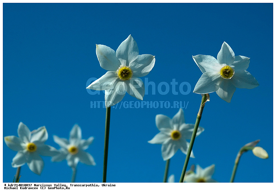 ������ ���������, ����������, �������, ������ ��������, �����, ���������� ��������, ������������ ��������, ������������ ��������, ������, �����, XYZ, �������������, Amaryllidaceae, ������� �����������, Narcissus angustifolius, Narcissus poeticus ssp. angustifolius, Narcissus poeticus ssp. radiiflorus, Narcissus radiiflorus