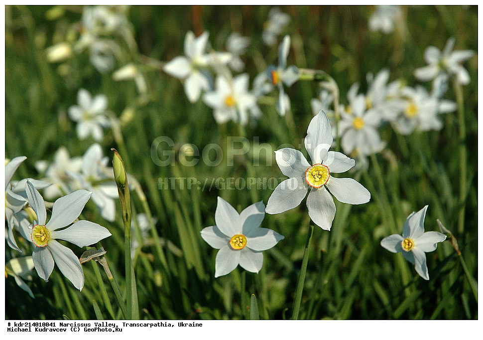 ������ ���������, ����������, �������, ������ ��������, �����, ���������� ��������, ������������ ��������, ������������ ��������, ������, �����, XYZ, �������������, Amaryllidaceae, ������� �����������, Narcissus angustifolius, Narcissus poeticus ssp. angustifolius, Narcissus poeticus ssp. radiiflorus, Narcissus radiiflorus