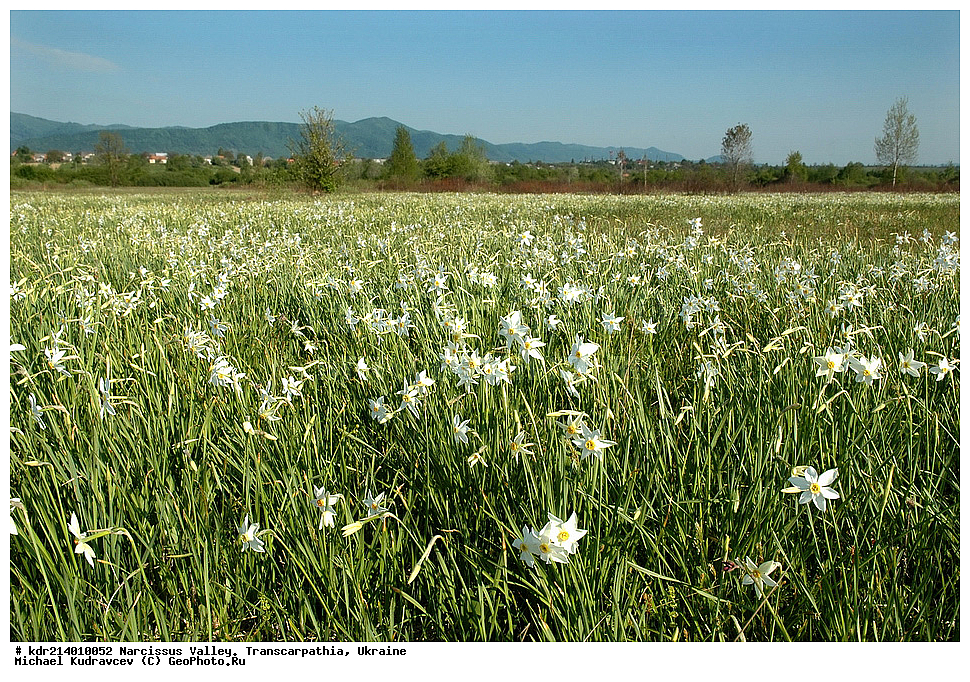 ������ ���������, ����������, �������, ������ ��������, �����, ���������� ��������, ������������ ��������, ������������ ��������, ������, �����, XYZ, �������������, Amaryllidaceae, ������� �����������, Narcissus angustifolius, Narcissus poeticus ssp. angustifolius, Narcissus poeticus ssp. radiiflorus, Narcissus radiiflorus