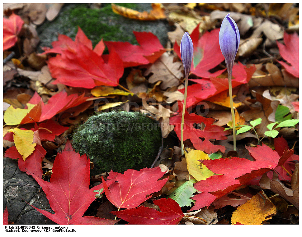 ����, �����, �������, ����, �����, 2012,  ���, ���, ������� ���, ��������, ����, ����, ������ ����, ����, ������, ������, �����, �����, ������, ������, ������ �������, ������ �������, ������������, ������ �����, , ������, ��������, �����, ������ ��������, ���������� ��������, ������������ ��������, ������������ ��������, ������, �����, XYZ, ��������, �����������, Iridaceae, ������ ����������, ������ ��������, ������ ����������, ������ ��������, Crocus speciosus, ������ �����������, ������ ������������, ������ �����������, ������ ������������, Crocus pulchellus