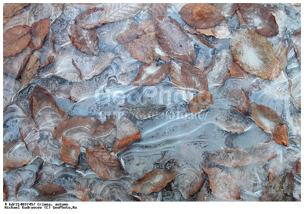 ����, �����