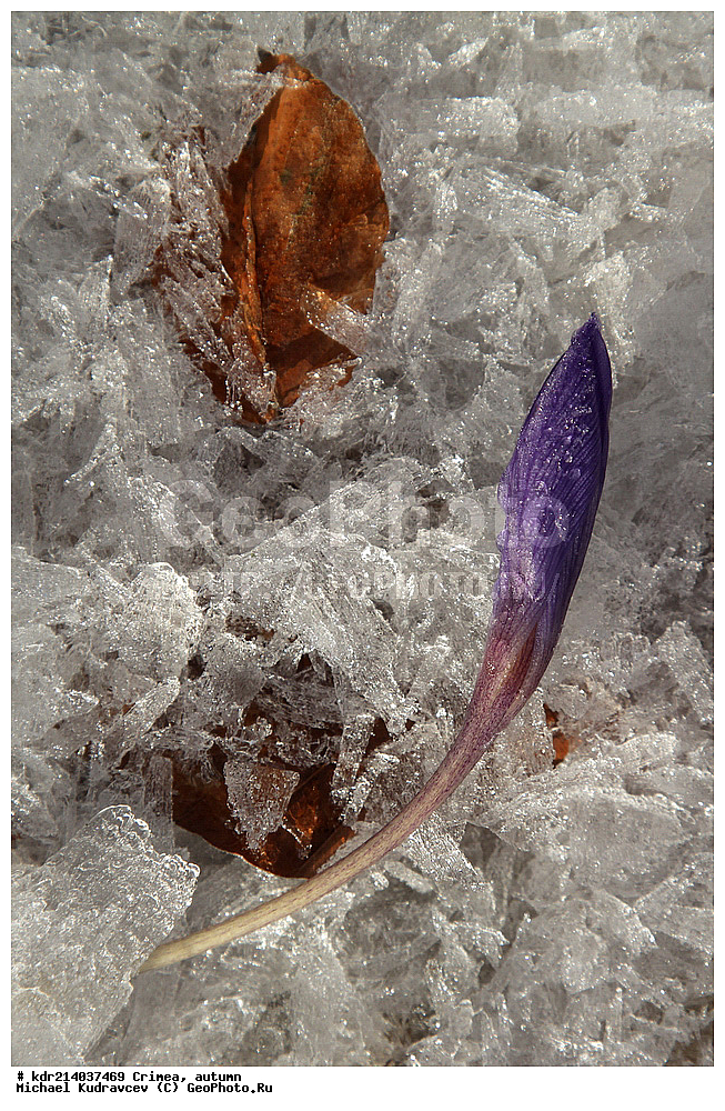 ����, �����, �������, ����, �����, 2012,  ���, ���, ������� ���, ��������, ����, ����, ������ ����, ����, ������, ������, �����, �����, ������, ������, ������ �������, ������ �������, ������������, ������ �����, ����, ��������, ����, ���������,, ������, ��������, �����, ������ ��������, ���������� ��������, ������������ ��������, ������������ ��������, ������, �����, XYZ, ��������, �����������, Iridaceae, ������ ����������, ������ ��������, ������ ����������, ������ ��������, Crocus speciosus, ������ �����������, ������ ������������, ������ �����������, ������ ������������, Crocus pulchellus