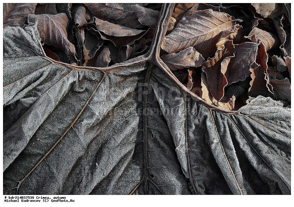 ����, �����