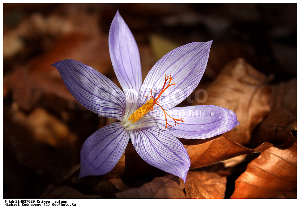 ����, �����, �������, ����, �����, 2012,  ���, ���, ������� ���, ��������, ����, ����, ������ ����, ����, ������, ������, �����, �����, ������, ������, ������ �������, ������ �������, ������������, ������ �����, , ������, ��������, �����, ������ ��������, ���������� ��������, ������������ ��������, ������������ ��������, ������, �����, XYZ, ��������, �����������, Iridaceae, ������ ����������, ������ ��������, ������ ����������, ������ ��������, Crocus speciosus, ������ �����������, ������ ������������, ������ �����������, ������ ������������, Crocus pulchellus