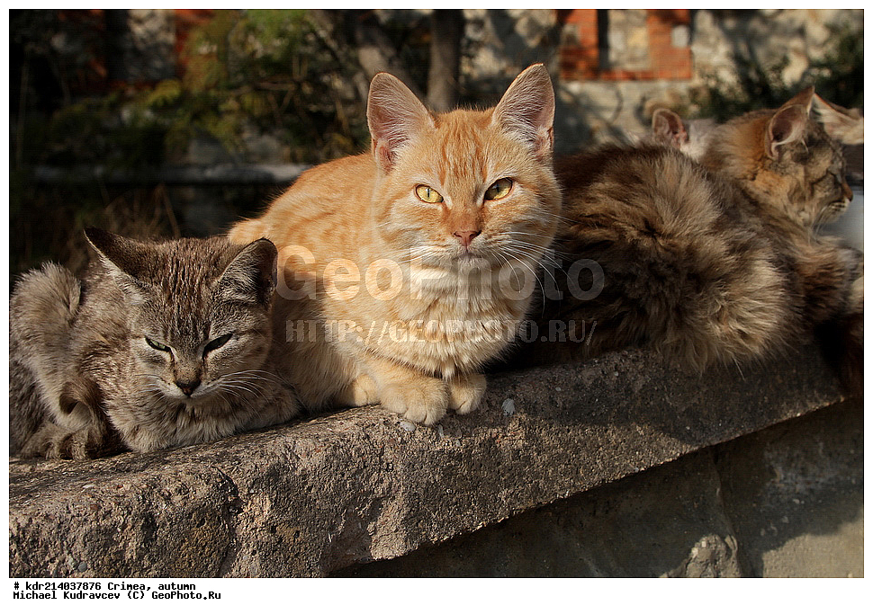 ����, �����