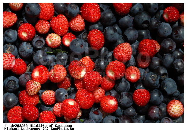 ������, ����� �������