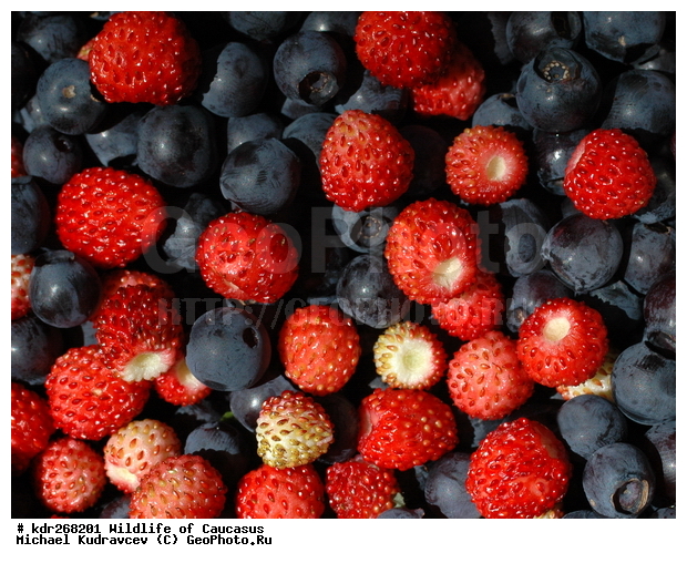 ������, ����� �������