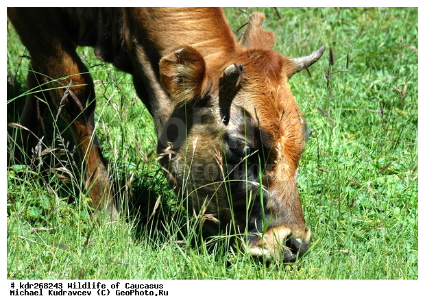 ������, ����� �������