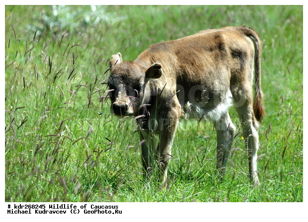 ������, ����� �������