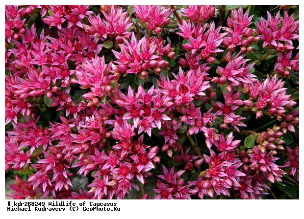 ������, ����� �������