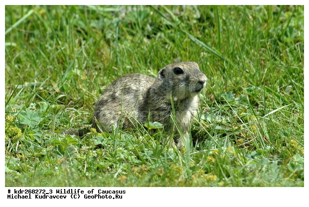 ������, ������������, ����� �������, ���, ���������, ������, ������ ����������, �����, ��������, ��������, �������������, �������������, �����, �����, �������, XYZ, �������, Sciuridae, ������ ������, ����������� ������, ������ ���������� ������, Spermophilus musicus, Spermophilus pygmaeus musicus, Citellus pygmaeus musicus, Citellus pygmaeus magisteri