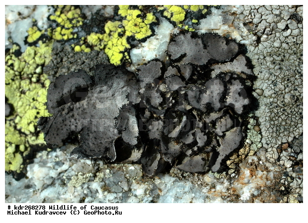 ������, ����� �������