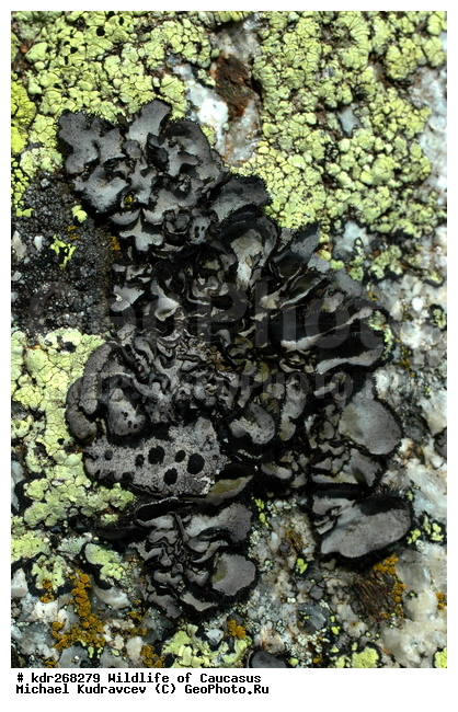 ������, ����� �������