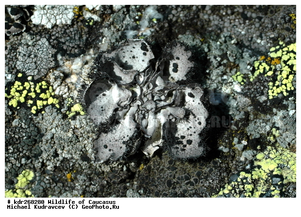 ������, ����� �������