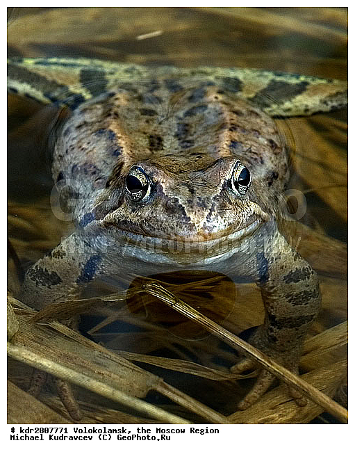 �����������, ������������, ���������� �������, ��������, ��������, �����������, �����������, �������, �������, ��������� �������, Ranidae, �������� �������, Rana temporaria, XYZ