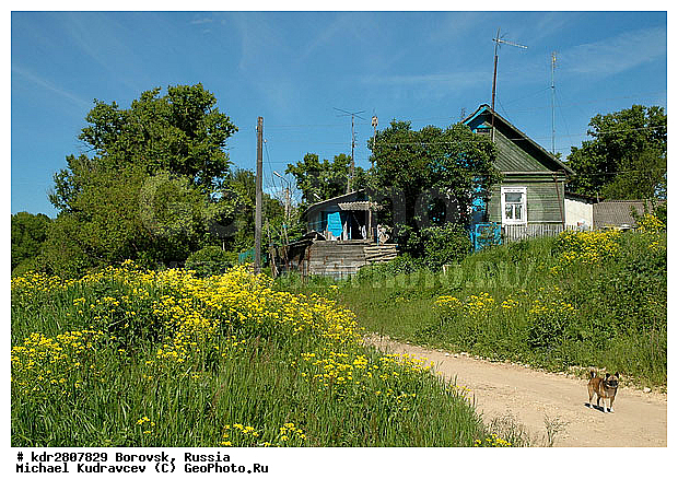 �������, ��������� �������, �����, ������ ��������, �����, ���������� ��������, ������, �����, ������������ ��������, ������������ ��������, ����������� ��������, �����, ����������� ��������, �����, ����������� ��������, �����������, XYZ, ���������, ����������, �������������, Brassicaceae, Cruciferae, ������� ������������, �������� ������������, Barbarea vulgaris, Campe barbarea