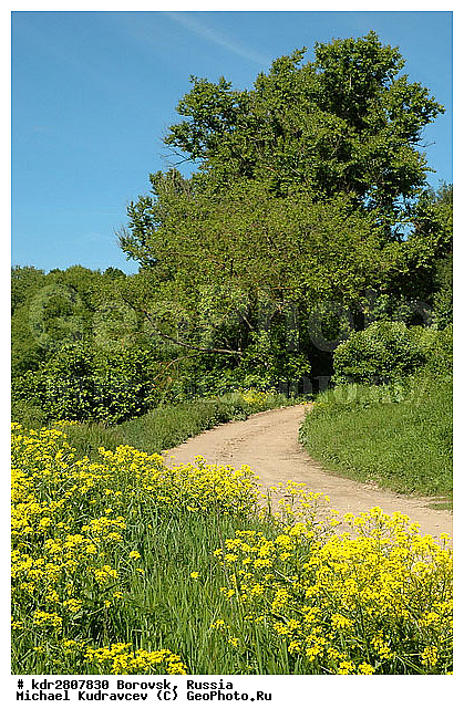 �������, ��������� �������, �����, ������ ��������, �����, ���������� ��������, ������, �����, ������������ ��������, ������������ ��������, ����������� ��������, �����, ����������� ��������, �����, ����������� ��������, �����������, XYZ, ���������, ����������, �������������, Brassicaceae, Cruciferae, ������� ������������, �������� ������������, Barbarea vulgaris, Campe barbarea