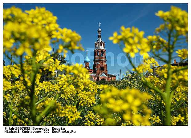 �������, ��������� �������, �����, ������ ��������, �����, ���������� ��������, ������, �����, ������������ ��������, ������������ ��������, ����������� ��������, �����, ����������� ��������, �����, ����������� ��������, �����������, XYZ, ���������, ����������, �������������, Brassicaceae, Cruciferae, ������� ������������, �������� ������������, Barbarea vulgaris, ������� �������� ��������� ���������� �� ����, ������� ������� ��������� ����������, ���������� �������; ���������� �������; ������������ �������, �������, �����������, ����, �������, �����, �������, ������������, ������������� ���������, Campe barbarea