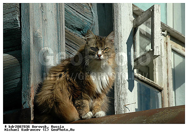 �������, ��������� �������, �����