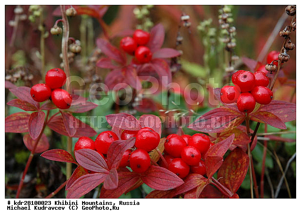 ���������, �������� ����������, ���������� �������, ������, ������� �����, ������, ������������, �����, ������������, �����, �����