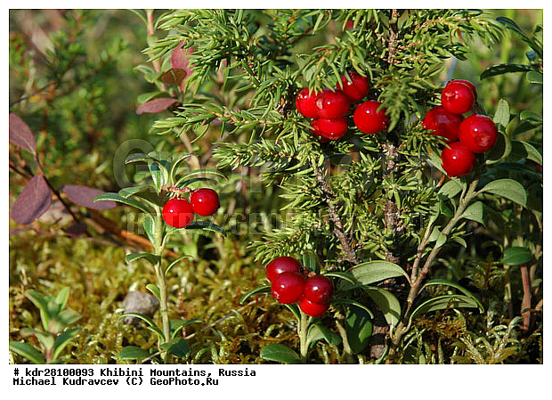 Vaccinium vitis-idaea, ���������, �������� ����������, ���������� �������, ������, ������� �����, ������, ��������, ���, �����, ��������, ������������ ������������, �����, �����, �����, ������ ��������, �����, ���������� ��������, ������������ ��������, ������������ ��������, XYZ, ����������, Ericaceae, ��������, Vaccinium vitis-idaea