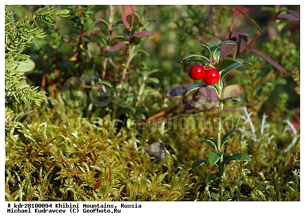 Vaccinium vitis-idaea, ���������, �������� ����������, ���������� �������, ������, ������� �����, ������, ��������, ���, �����, ��������, ������������ ������������, �����, �����, �����, ������ ��������, �����, ���������� ��������, ������������ ��������, ������������ ��������, XYZ, ����������, Ericaceae, ��������, Vaccinium vitis-idaea