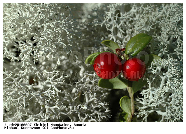 Vaccinium vitis-idaea, ���������, �������� ����������, ���������� �������, ������, ������� �����, ������, ��������, �����, �����������, ���, �����, ��������, ������������ ������������, �������, �����, �����, �����, ������ ��������, �����, ���������� ��������, ������������ ��������, ������������ ��������, XYZ, ����������, Ericaceae, ��������, Vaccinium vitis-idaea