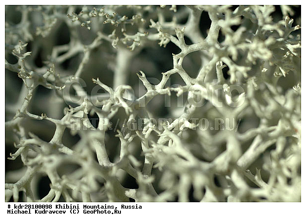 ���������, �������� ����������, ���������� �������, ������, ������� �����, ������, ����, ��������, �����, �����������, ������������, ���, ������ ���, �����, ��������, ������������, ������, �������, ���, ����� ��������