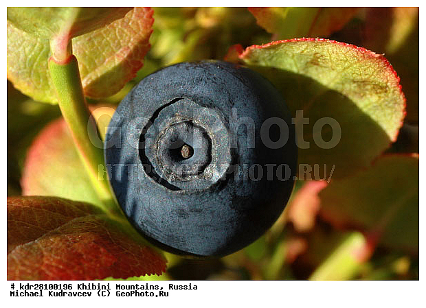 ���������, �������� ����������, ���������� �������, ������, ������� �����, ������, �����, �����������, ������������, �����, ������������, ������, �������, �����, �����